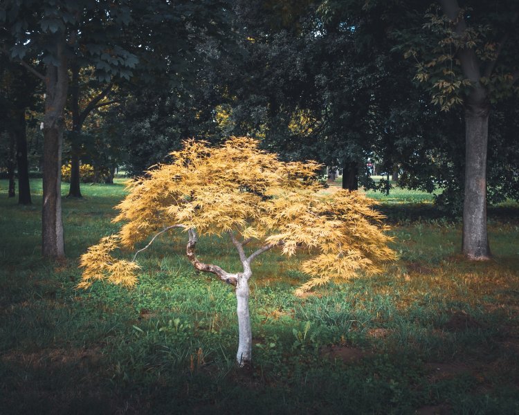 Fotoğraf