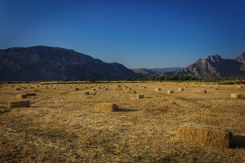 Fotoğraf
