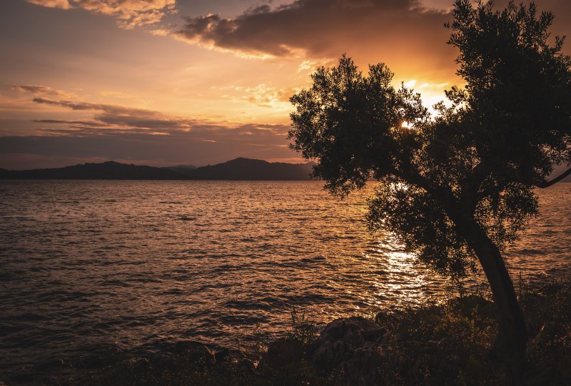 Fotoğraf