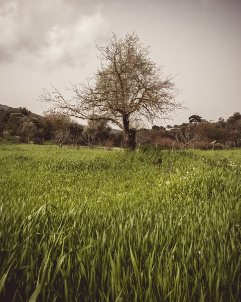 Fotoğraf