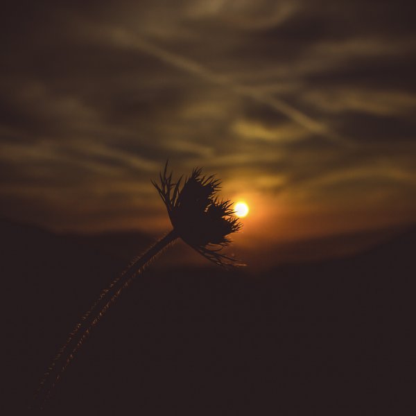 Fotoğraf