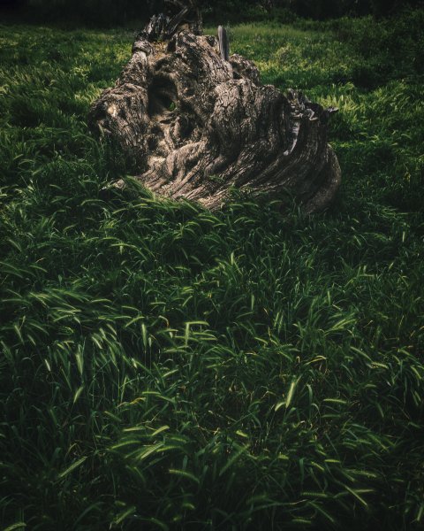 Fotoğraf